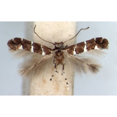/filer/webapps/moths_gc/media/images/P/pavoniae_Phyllonorycter_AM_RMCA.jpg