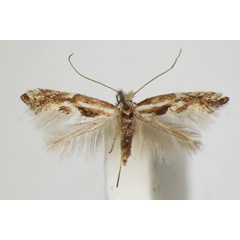 /filer/webapps/moths_gc/media/images/S/spartocytisi_Phyllonorycter_A_ZSM.jpg