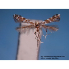 /filer/webapps/moths_gc/media/images/A/anaphalidis_Leucospilapteryx_HT_EIHU.jpg