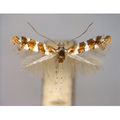 /filer/webapps/moths_gc/media/images/B/brachylaenae_Phyllonorycter_A_EIHU.jpg