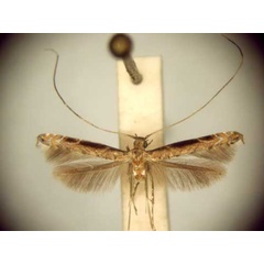 /filer/webapps/moths_gc/media/images/P/procellaris_Semnocera_MT_TMSA6046.jpg