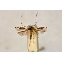 /filer/webapps/moths_gc/media/images/E/enchlamyda_Acrocercops_A_BMNH(E)-1055788.jpg
