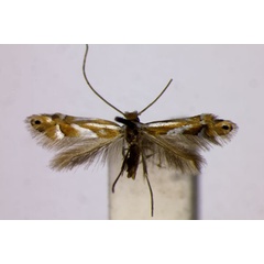 /filer/webapps/moths_gc/media/images/M/mirifica_Phyllonorycter_HT_BMNH.jpg