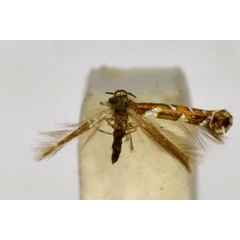 /filer/webapps/moths_gc/media/images/E/eupetala_Acrocercops_A_BMNH(E)-1055710.jpg