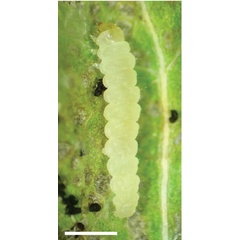 /filer/webapps/moths_gc/media/images/A/ambrosiavora_Atacamaptilia_larva-6_Espinoza-Donoso-etal_2022_416.jpg