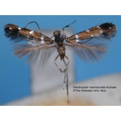 /filer/webapps/moths_gc/media/images/M/marmaroides_Dendroycter_HT_EIHU.jpg