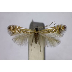 /filer/webapps/moths_gc/media/images/P/platani_Phyllonorycter_A_BMNH.jpg