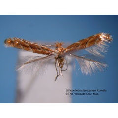 /filer/webapps/moths_gc/media/images/P/pterocaryae_Phyllonorycter_HT_EIHU.jpg