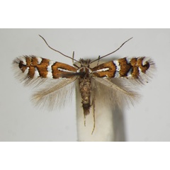 /filer/webapps/moths_gc/media/images/A/anderidae_Phyllonorycter_A_ZSM_3.jpg