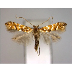 /filer/webapps/moths_gc/media/images/N/nepalensis_Phyllonorycter_A_EIHU.jpg