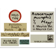 /filer/webapps/moths_gc/media/images/M/microphis_Acrocercops_HT_010922960_BMNH_labels.jpg