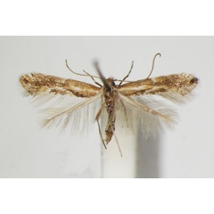 /filer/webapps/moths_gc/media/images/S/spartocytisi_Phyllonorycter_A_ZSM_2.jpg