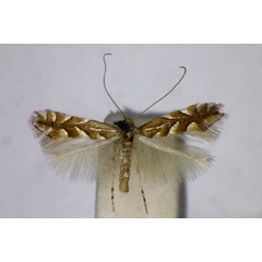 /filer/webapps/moths_gc/media/images/H/hesperiella_Phyllonorycter_A_BMNH.jpg