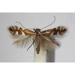 /filer/webapps/moths_gc/media/images/J/junoniella_Phyllonorycter_A_ZSM_4.jpg