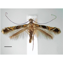 /filer/webapps/moths_gc/media/images/A/auromagnifica_Philodoria_A_1621087_BMNH.jpg