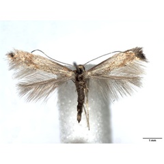 /filer/webapps/moths_gc/media/images/C/cytisifoliae_Phyllonorycter_A_WJDP_02.jpg