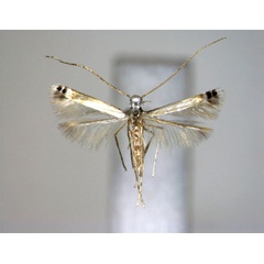 /filer/webapps/moths_gc/media/images/D/desiccata_Melanocercops_A_EIHU.jpg