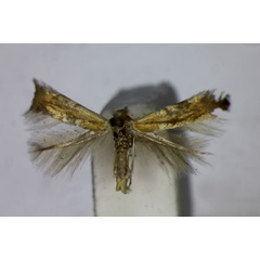 /filer/webapps/moths_gc/media/images/I/idolias_Phyllonorycter_HT_BMNH.jpg