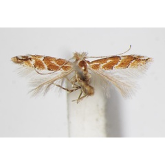 /filer/webapps/moths_gc/media/images/T/tritorrhecta_Phyllonorycter_A_ZSM_2.jpg