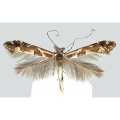 /filer/webapps/moths_gc/media/images/O/obandai_Phyllonorycter_PT_BMNH.jpg