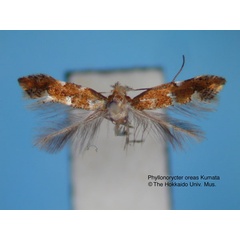 /filer/webapps/moths_gc/media/images/O/oreas_Phyllonorycter_HT_EIHU.jpg