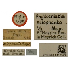 /filer/webapps/moths_gc/media/images/S/sciophanta_Phyllocnistis_HT_BMNH_Labels.jpg