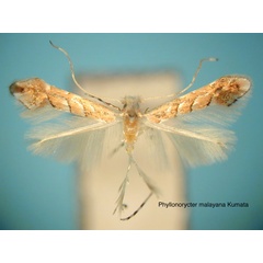 /filer/webapps/moths_gc/media/images/M/malayana_Phyllonorycter_HT_EIHU.jpg