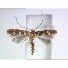 /filer/webapps/moths_gc/media/images/C/caudasimplex_Phyllonorycter_A_BMNH.jpg