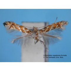 /filer/webapps/moths_gc/media/images/N/nepalensis_Phyllonorycter_HT_EIHU.jpg