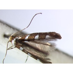 /filer/webapps/moths_gc/media/images/C/caudasimplex_Phyllonorycter_HT_BMNH.jpg
