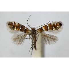 /filer/webapps/moths_gc/media/images/N/nicellii_Phyllonorycter_A_ZMS.jpg