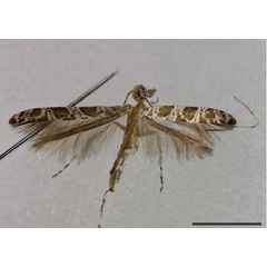 /filer/webapps/moths_gc/media/images/F/fasciculata_Acrocercops_HT_1405180_BMNH.jpg