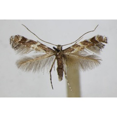 /filer/webapps/moths_gc/media/images/O/omissella_Leucospilapteryx_A_ZSM_2.jpg