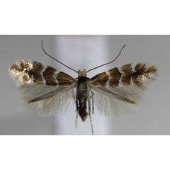/filer/webapps/moths_gc/media/images/E/emberizaepennella_Phyllonorycter_A_Hellers_2017_138.jpg