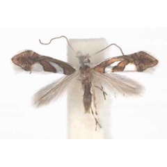 /filer/webapps/moths_gc/media/images/G/grewiella_Phyllonorycter_A_TMSA.jpg