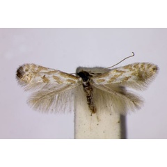 /filer/webapps/moths_gc/media/images/T/tangerensis_Phyllonoycter_A_BMNH.jpg