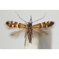 /filer/webapps/moths_gc/media/images/A/anderidae_Phyllonorycter_A_ZSM_5.jpg