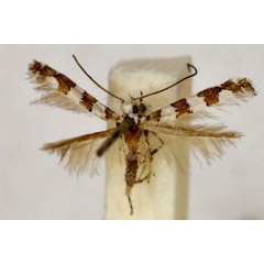 /filer/webapps/moths_gc/media/images/A/autadelpha_Acrocercops_ST_BMNH(E)-1055789.jpg
