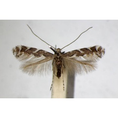 /filer/webapps/moths_gc/media/images/O/omissella_Leucospilapteryx_A_ZSM_3.jpg