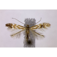 /filer/webapps/moths_gc/media/images/B/baldensis_Phyllonorycter_PT_BMNH.jpg
