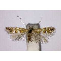 /filer/webapps/moths_gc/media/images/F/faginella_Phyllonoycter_ST_BMNH.jpg