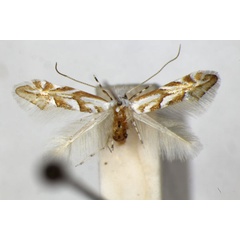 /filer/webapps/moths_gc/media/images/O/obtusifoliella_Phyllonorycter_PT_ZSM_3.jpg