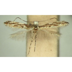 /filer/webapps/moths_gc/media/images/T/tephrosiae_Liocrobyla_PT_TMSA571.jpg