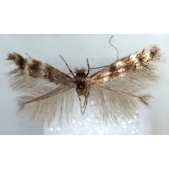/filer/webapps/moths_gc/media/images/T/turensis_Phyllonorycter_HT_BMNH.jpg