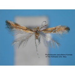 /filer/webapps/moths_gc/media/images/P/pseuditeina_Phyllonorycter_HT_EIHU.jpg