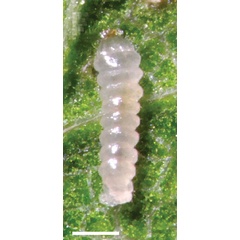 /filer/webapps/moths_gc/media/images/A/ambrosiavora_Atacamaptilia_larva5_Espinoza-Donoso-etal_2022_416.jpg