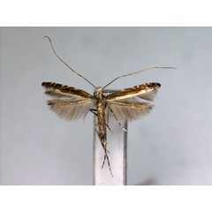 /filer/webapps/moths_gc/media/images/J/japonica_Artifodina_PT_EIHU.jpg