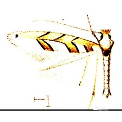 /filer/webapps/moths_gc/media/images/P/pictus_Phyllonorycter_HT_Walsingham_1914_pl9_31.jpg