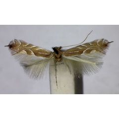 /filer/webapps/moths_gc/media/images/I/idolias_Phyllonorycter_A_BMNH.jpg