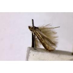 /filer/webapps/moths_gc/media/images/M/messaniella_Phllonorycter_HT_BMNH.jpg